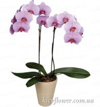Phalaenopsis Orchid pink